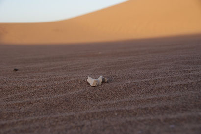 Vallée du Drâa Maroc
