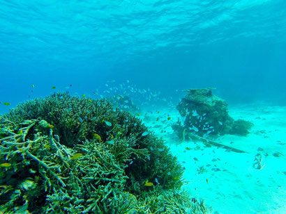 TAKU DIVE 石垣島の八重山の海の見所ページです。