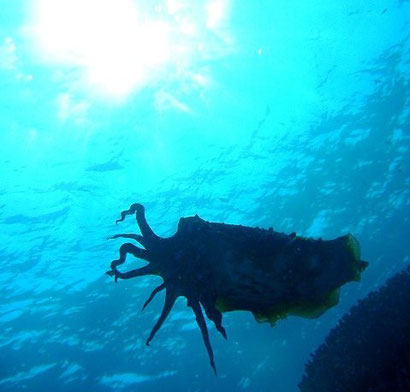 TAKU DIVE 石垣島の八重山の海の見所ページです。