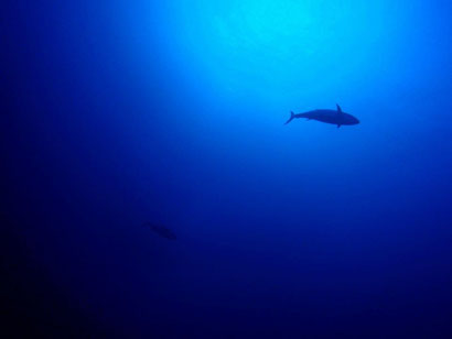 TAKU DIVE 石垣島の八重山の海の見所ページです。