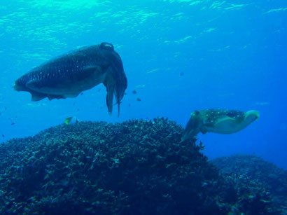 TAKU DIVE 石垣島の八重山の海の見所ページです。