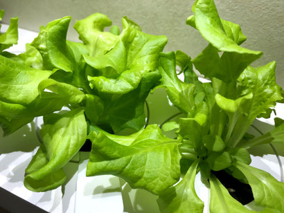 SMART GARDEN 3 von EMSA