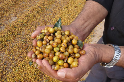 Yellow Catuai
