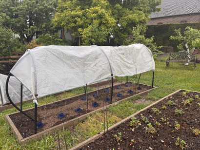 Ein einfaches, praktisches und schnell gebautes Dach für die Freilandtomaten