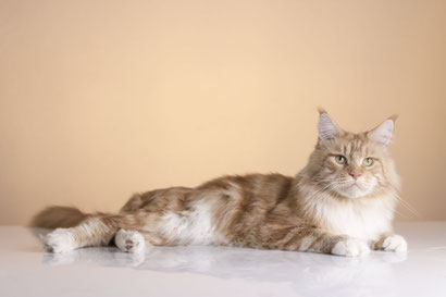 Rasseninfo Zu Maine Coon Maine Coon Vom Stiefel