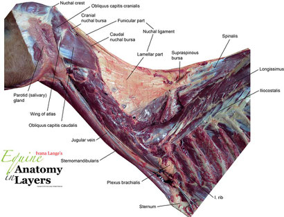 Pictures from Anatomy in Layers, with friendly allowance.