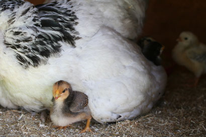 Glucke mit Küken im Stall