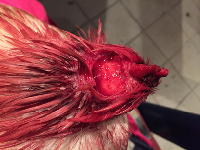 Stark blutende Kopfverletzung bei einer Henne 