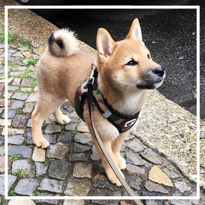 Shiba Inu Blog, Shiba Inu