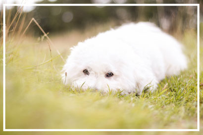 Bichon frisé Sophie