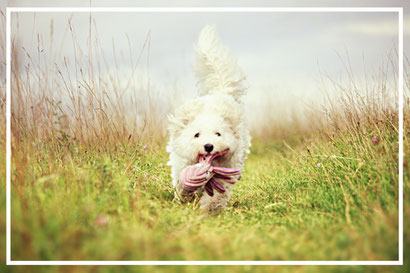 Bichon frisé Sophie