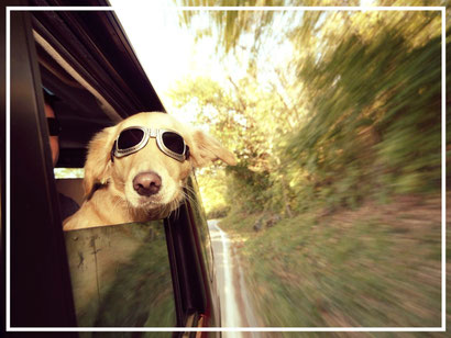 Hund im Auto Autofahren mit Hund