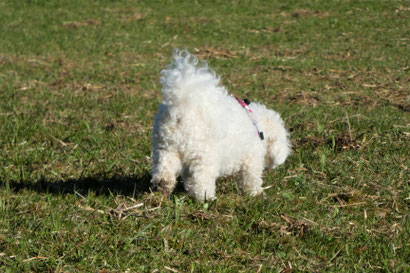 Bichon frisé Sophie, Hundefotografie