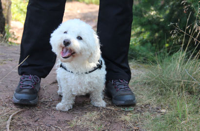 Bichon frisé Sophie