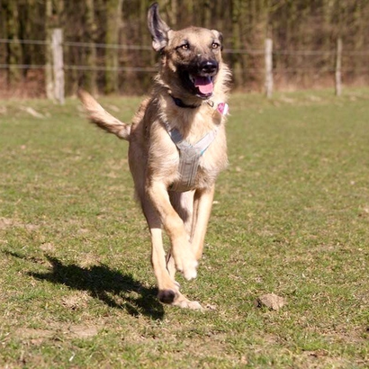 Hunde rumänien vermittlung