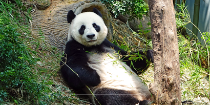 dierentuin korting herfstvakantie