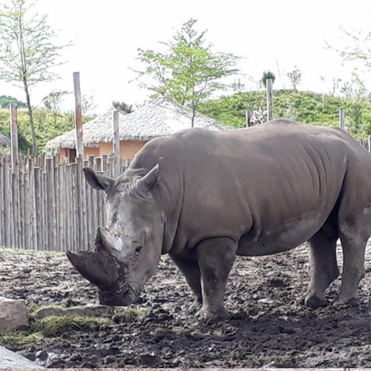 Dierentuin met pinksteren