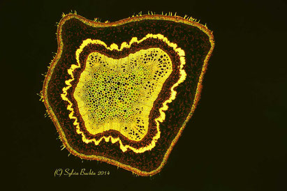 Bild Mikroskop UV