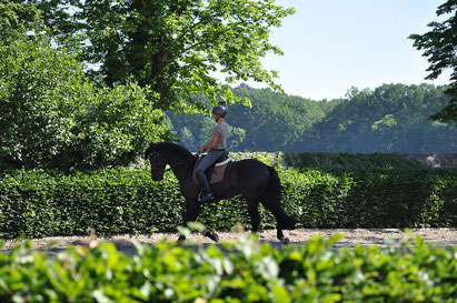 ein Reiter mit Pferd in der Landschaft