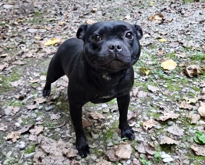 Zlatanera ( Staffordshire Bull Terrier )