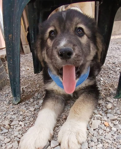 Balu (m)