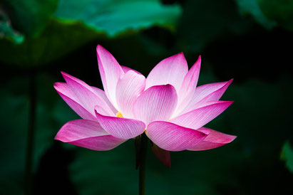 ハスの花 (出典: フリー百科事典『ウィキペディア(Wikipedia)』)