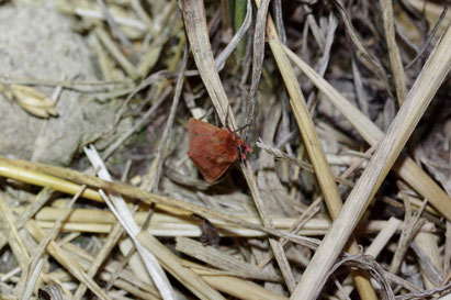 Zimtbär, Phragmatobia fuliginosa, Christian Söder, naturgeflatter