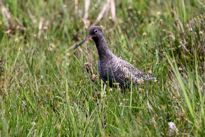 WASSERLÄUFER, Dunkler Wasserläufer