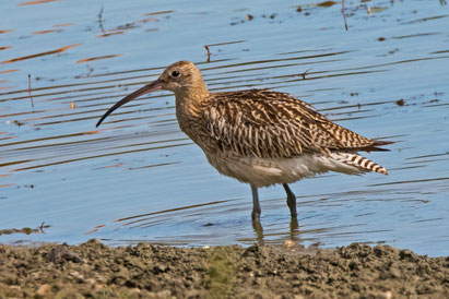 BEKASSINE, GROSSERBRACHVOGEL (SCHNEPFEN), Grosser Brachvogel