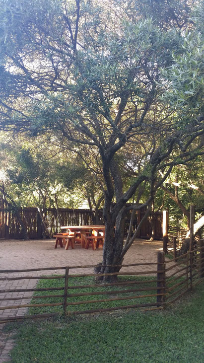 Outdoor entertainment and braai area under a canopy of indigenous trees