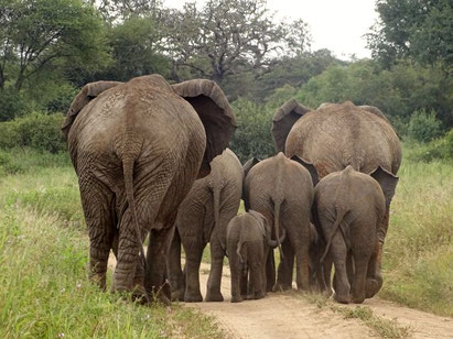 Tarangire Nationalpark, Tansania Safari