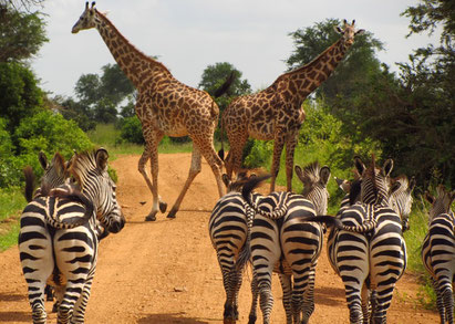 Selous Game Reserve, Tansania Reise