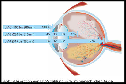Bild zeigt das menschliche Auge und welcher Anteil an UV Strahlen ins Auge gelangen. Es zeigt wie wichtig eine Sonnenbrille mit gutem Sonnenschutz ist.