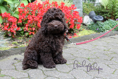 Cockapoo Zucht Cockapoo Zuchter In Nrw