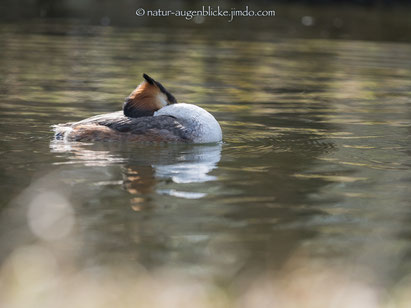 Haubentaucher,Wasservogel,schläft, Olympus, mft, 300mmF4.0