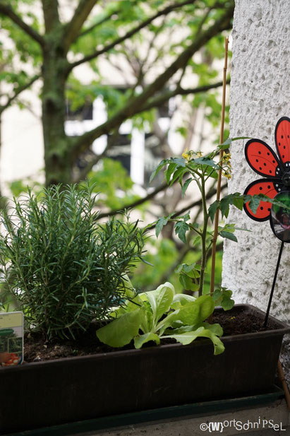 Rosmarin, Blattsalat und eine Tomate in einem Kasten