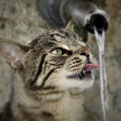 Katze trinkt fließendes Wasser