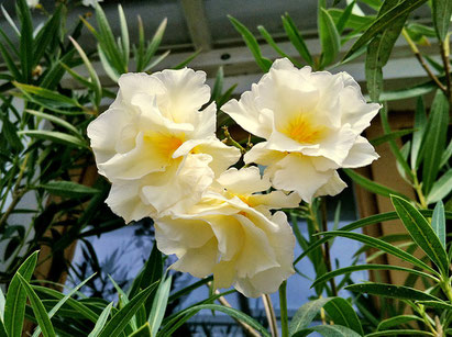 Oleander, OLEANDER HAUS, Oleander Garten, Luteum Plenum