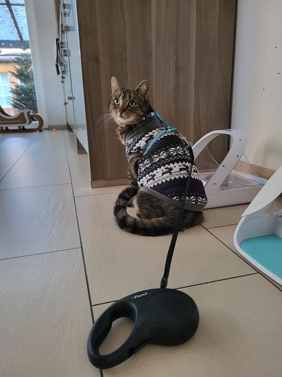 Mit Pullover als Fellersatz und an Geschirr u. Leine konnte Fibi nach dem Klinikaufenthalt wieder kurze Zeit in den Garten
