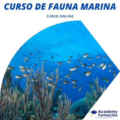 curso fauna marina