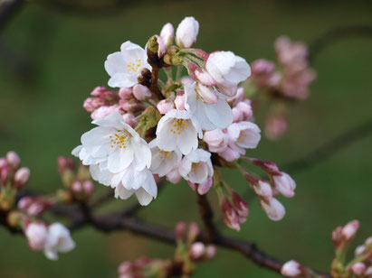 ●蕾がひらいて来ました。3月26日に撮影。