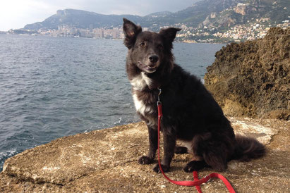 Wanderung Côte d'Azur Hund vom Cap Martin nach Monaco