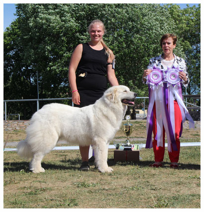 Echo de'Chien Bellatrix - BOB in Estonian Pyrenean Mountain Dog Specialty Show