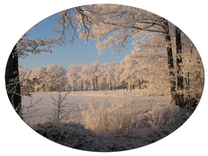 Winterzauberwald Foto © Winfried Haas