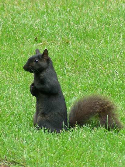 Canadian black squirrel