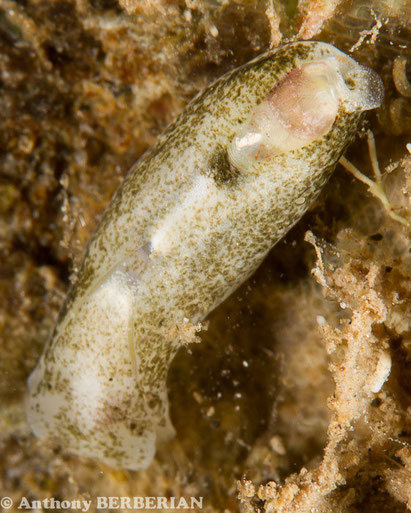 Phanerophthalmus cylindricus