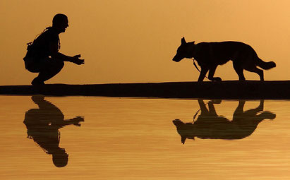 Communication animale