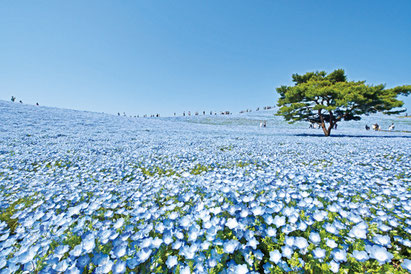 画像提供：国営ひたち海浜公園