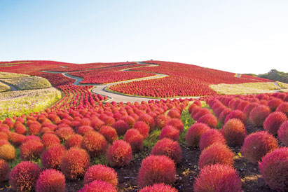 画像提供：国営ひたち海浜公園