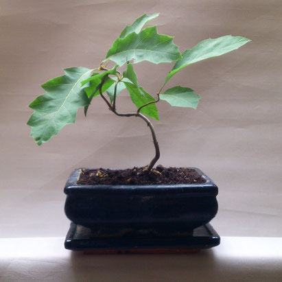 05.09.2015 - bonsai-kulturens Webseite!